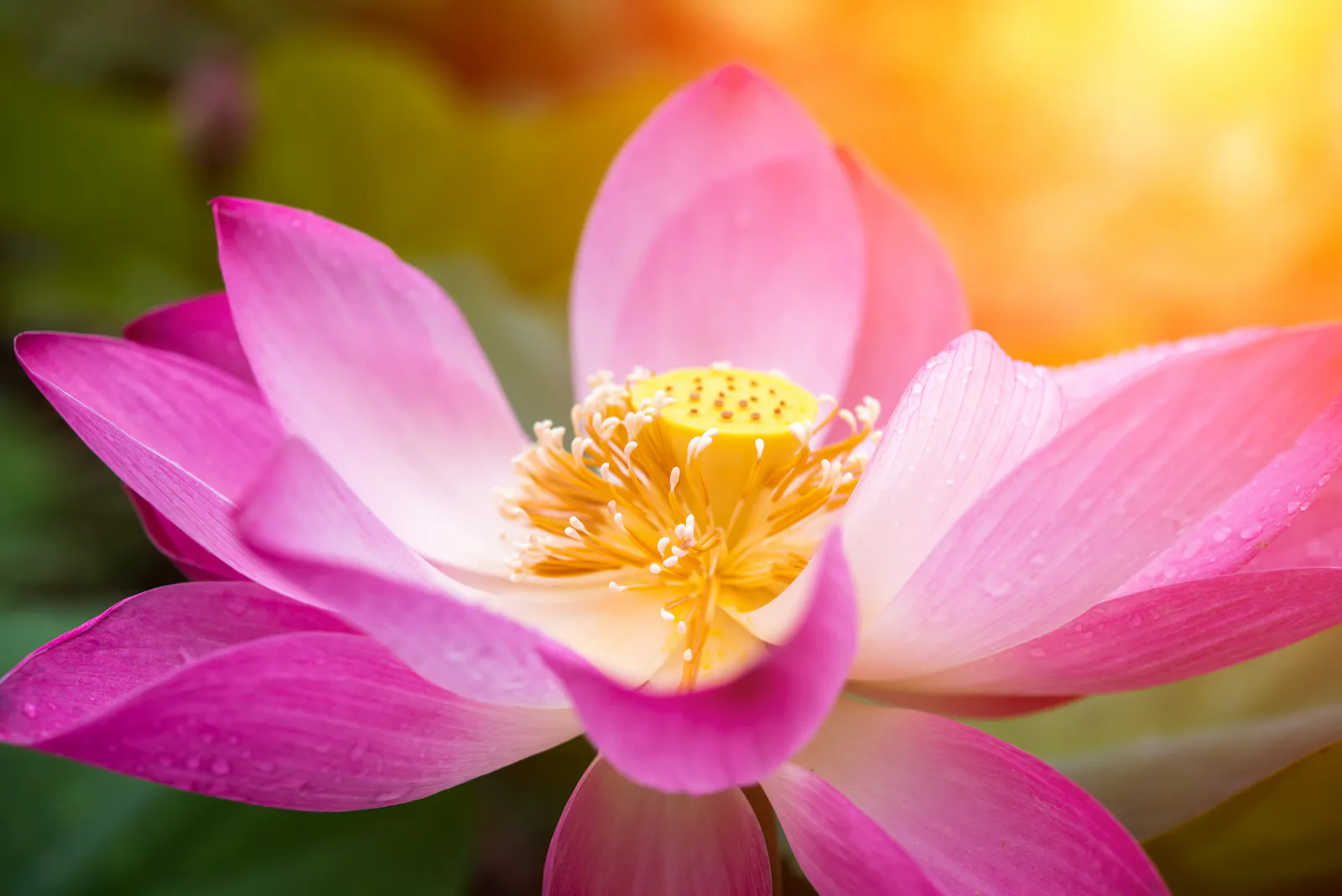 lotus-flower-mother2be